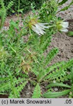 Berkheya cirsifolia (berkeja ostrożeniolistna)