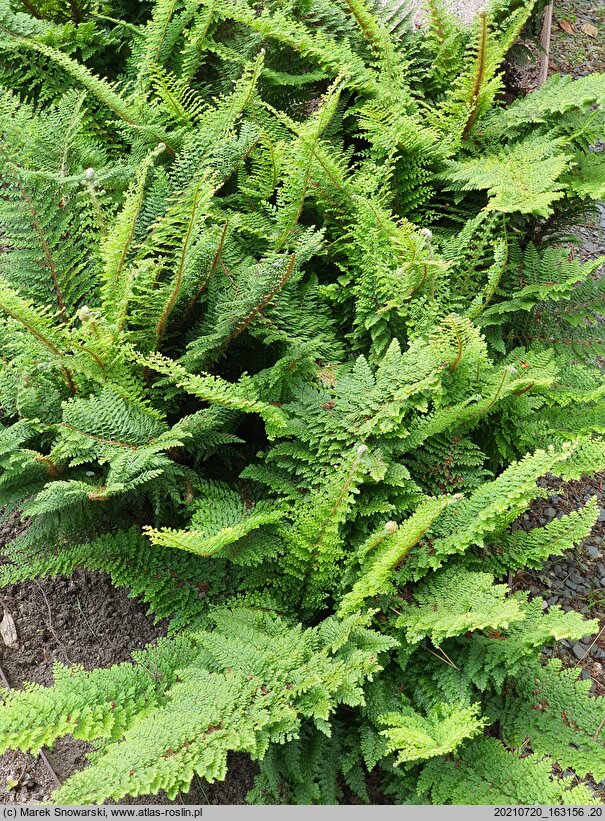 Polystichum setiferum Plumosum Densum