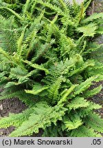 Polystichum setiferum Plumosum Densum