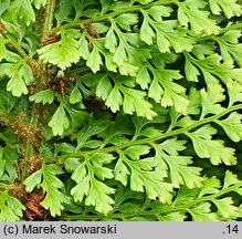 Polystichum setiferum Plumosum Densum