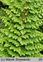 Polystichum setiferum Plumosum Densum