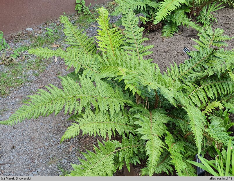 Polystichum andersonii (paprotnik Andersona)