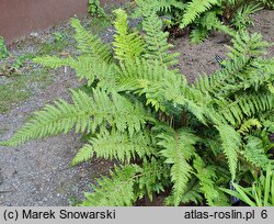 Polystichum andersonii (paprotnik Andersona)