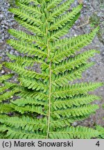 Polystichum andersonii (paprotnik Andersona)