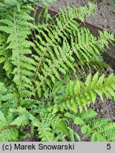 Polystichum andersonii (paprotnik Andersona)