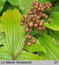 Smilacina racemosa (majówka groniasta)