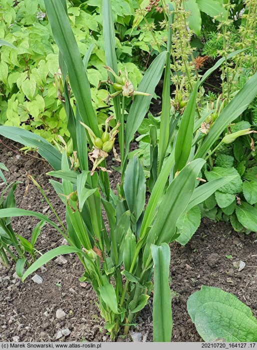 Roscoea cautleyoides (roskea chińska)