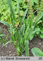 Roscoea cautleyoides (roskea chińska)