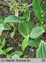 Convallaria majalis Polish Beauty