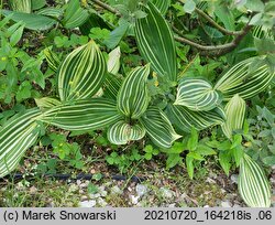 Convallaria majalis Polish Beauty