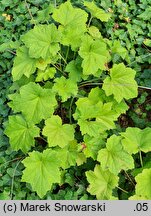 Heuchera villosa (żurawka owłosiona)