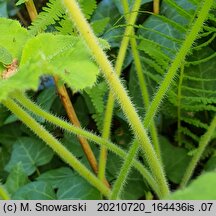 Heuchera villosa (żurawka owłosiona)