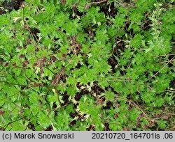 Saxifraga rosacea (skalnica różyczkowa)