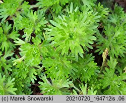 Saxifraga rosacea (skalnica różyczkowa)