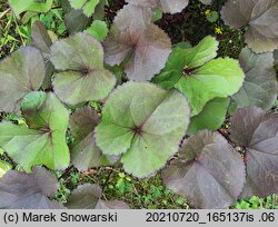 Ligularia dentata (języczka pomarańczowa)