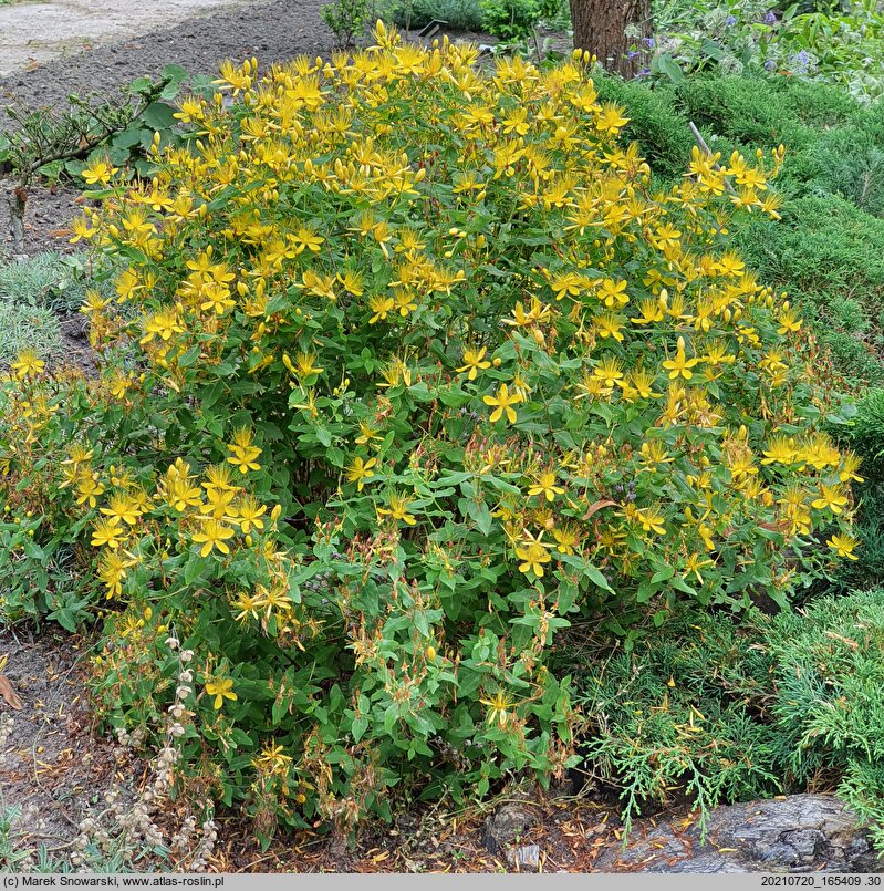 Hypericum hircinum (dziurawiec cuchnący)