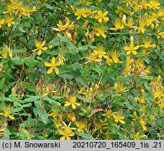 Hypericum hircinum (dziurawiec cuchnący)