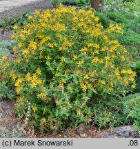 Hypericum hircinum (dziurawiec cuchnący)