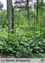 Cardiocrinum giganteum (kardiokrynum olbrzymie)