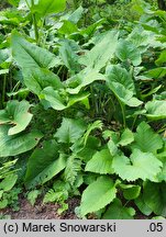 Cardiocrinum giganteum (kardiokrynum olbrzymie)