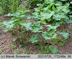 Ligularia japonica (języczka japońska)