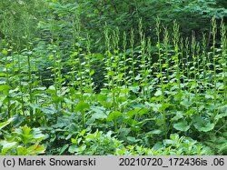 Cardiocrinum giganteum (kardiokrynum olbrzymie)