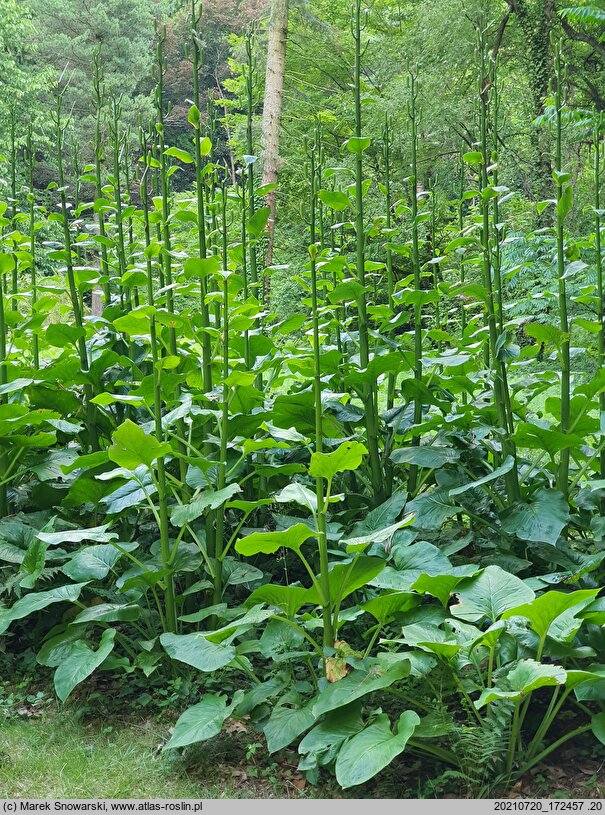 Cardiocrinum giganteum (kardiokrynum olbrzymie)