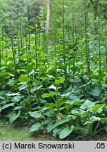 Cardiocrinum giganteum (kardiokrynum olbrzymie)