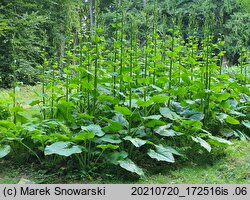 Cardiocrinum giganteum (kardiokrynum olbrzymie)