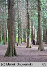 Thuja plicata (żywotnik olbrzymi)