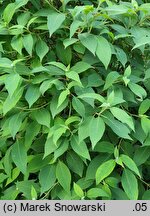 Hydrangea involucrata (hortensja otulona)