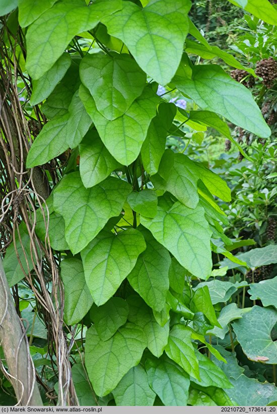 Cocculus carolinus (rybitrut karoliński)