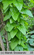 Cocculus carolinus (rybitrut karoliński)