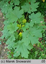 Oplopanax horridus (kolcosił straszliwy)