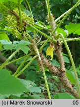 Oplopanax horridus (kolcosił straszliwy)