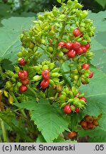 Oplopanax horridus (kolcosił straszliwy)