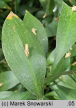 Ruscus hypoglossum (myszopłoch)