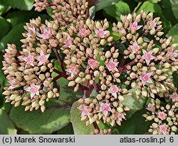 Hylotelephium spectabile (rozchodnik okazały)