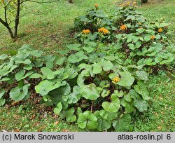 Ligularia dentata (języczka pomarańczowa)