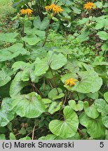 Ligularia dentata (języczka pomarańczowa)