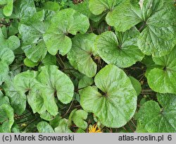 Ligularia dentata (języczka pomarańczowa)