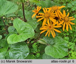 Ligularia dentata (języczka pomarańczowa)