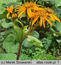 Ligularia dentata (języczka pomarańczowa)