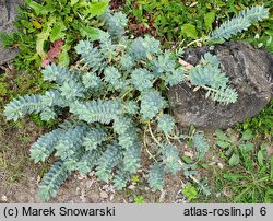 Euphorbia myrsinites (wilczomlecz mirtowaty)