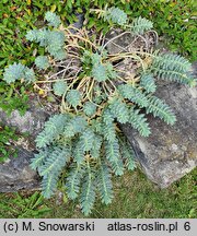 Euphorbia myrsinites (wilczomlecz mirtowaty)