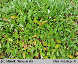 Dryas octopetala (dębik ośmiopłatkowy)