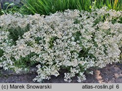 Anaphalis margaritacea (anafalis perłowy)