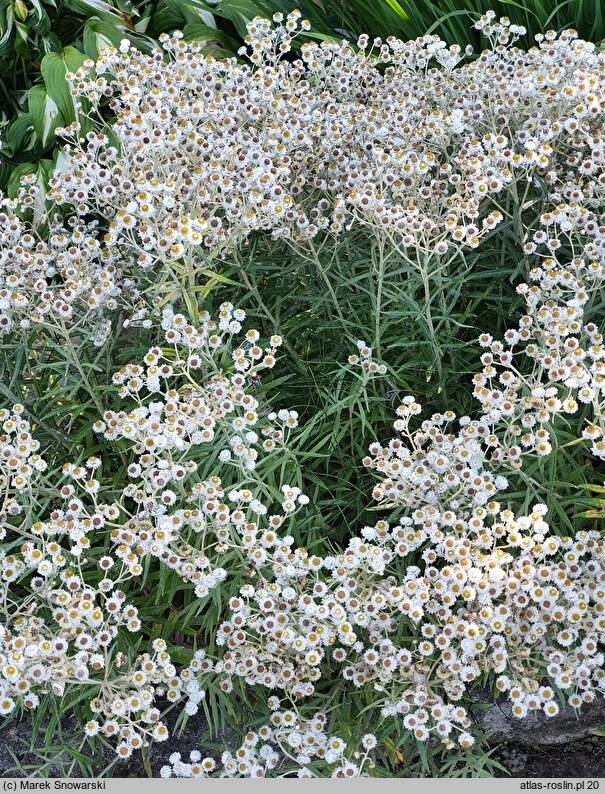 Anaphalis margaritacea (anafalis perłowy)