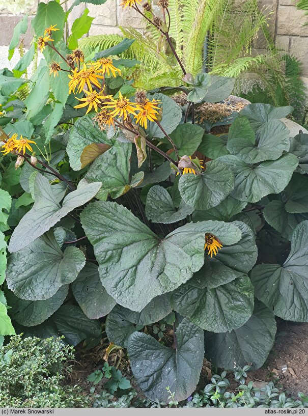 Ligularia dentata (języczka pomarańczowa)