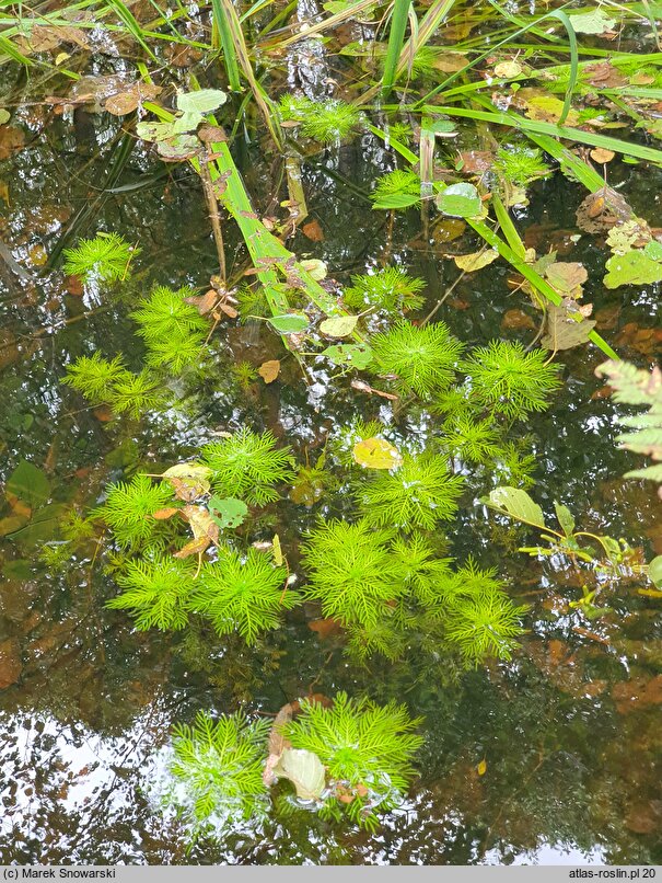 Hottonia palustris (okrężnica bagienna)